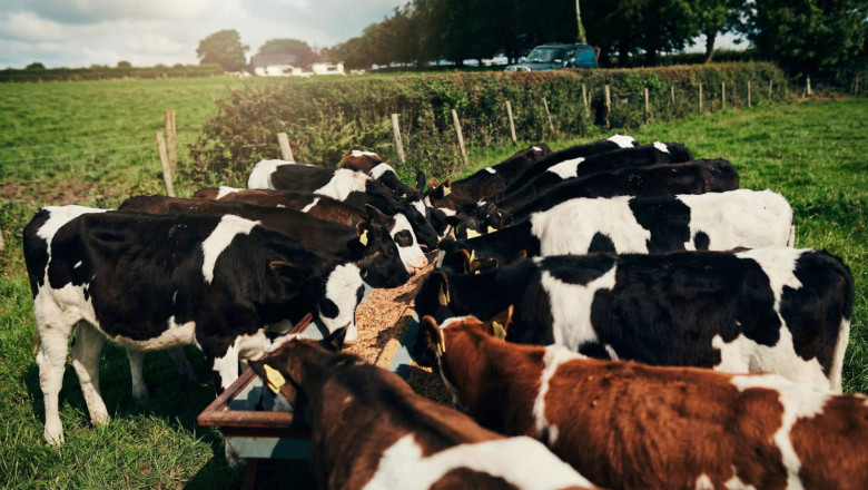 pienso ecologico para vacas 