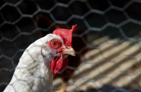 ep archivo   gallina