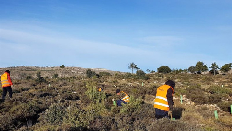 Archivo - Proyecto de reforestación en Ejulve (Teruel) en el que ha participado Mutualidad de la Abogacía | MUTUALIDAD DE LA ABOGACÍA - Archivo ep archivo proyecto de reforestacion en ejulve teruel en el que ha participado mutualidad de la