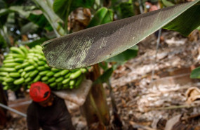 ep archivo   una platanera llena de ceniza mientras un agricultor recoge una pina de platanos