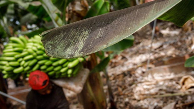 ep archivo   una platanera llena de ceniza mientras un agricultor recoge una pina de platanos