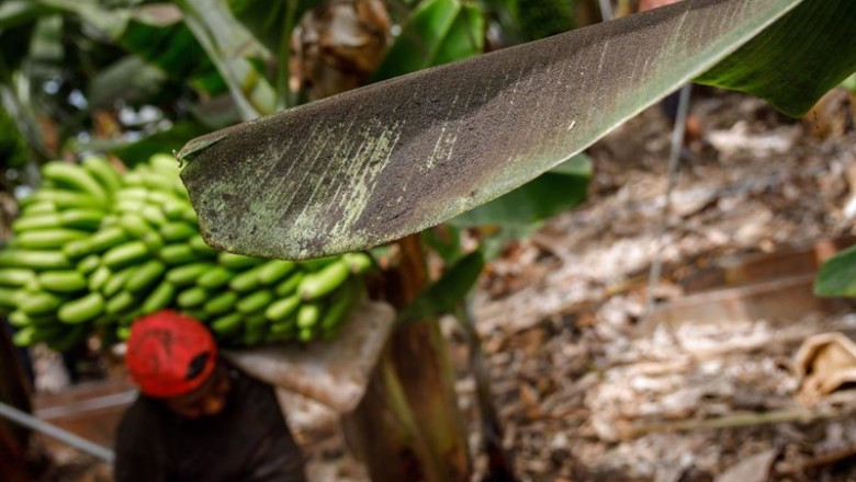 ep archivo   una platanera llena de ceniza mientras un agricultor recoge una pina de platanos