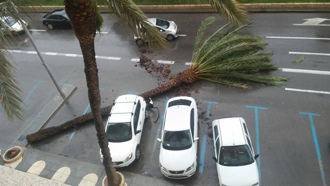 ep imagen del arbol volcadoviento