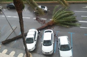 ep imagen del arbol volcadoviento