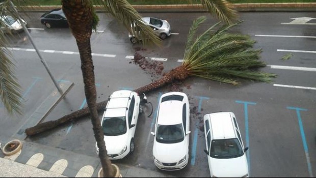 ep imagen del arbol volcadoviento