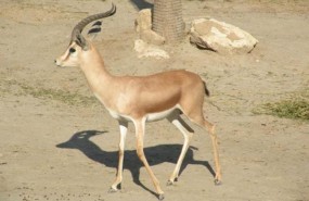 ep machogacela dorcas