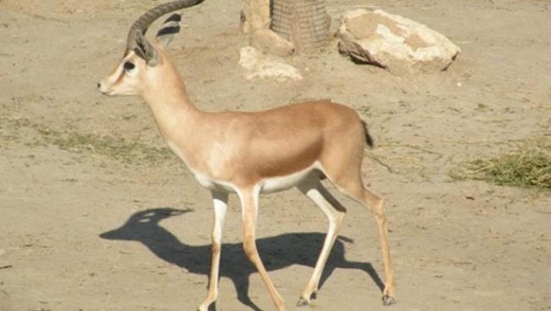 ep machogacela dorcas