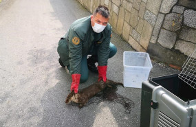 ep rescatan a una nutira en la illa de arousa