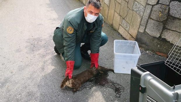 ep rescatan a una nutira en la illa de arousa