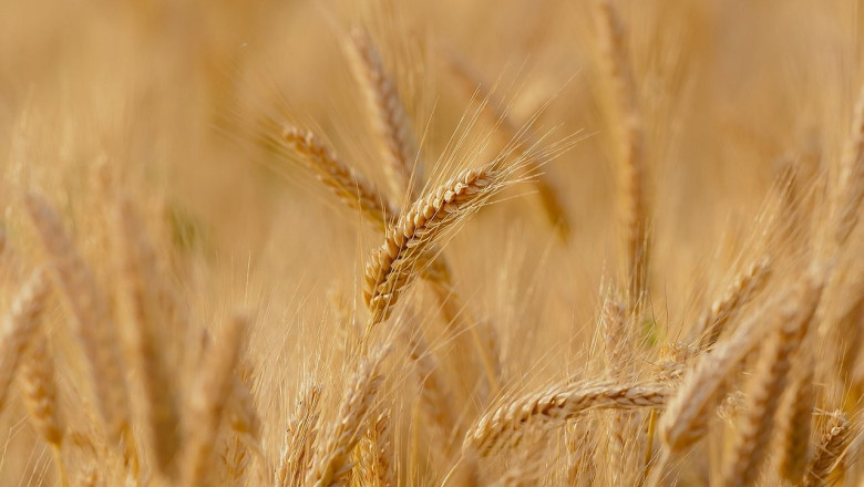 wheat 3241114 1280