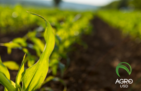 agrousd la stablecoin respaldada por el campo que transforma la inclusin financiera rural agrousd la stablecoin respaldada por el campo que transforma la inclusin financiera rural