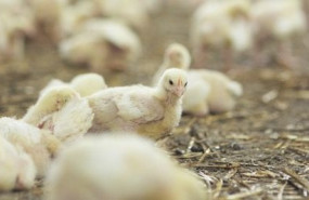 bifeedoo nov bifeedoo nov