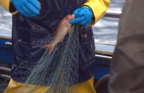 ep archivo   las redes de enmalle y algunas especies como el verdel el chicharro la merluza o el