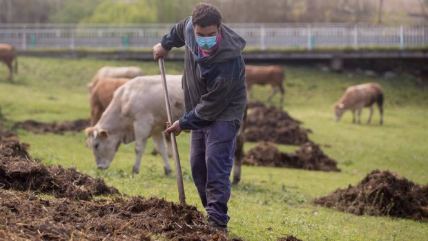 ep ganadero extiende estiercol en la finca donde pastan sus vacas del barrio de a tolda en lugo