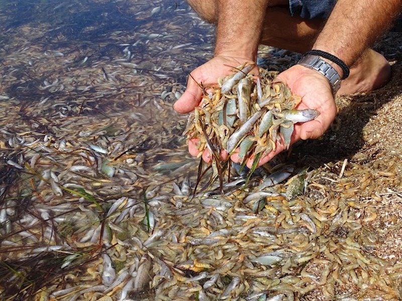 ep peces muertos en el mar menor