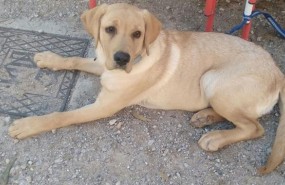 ep perro mascota