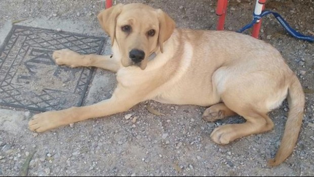 ep perro mascota