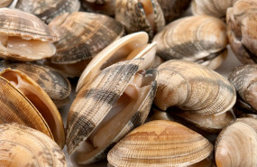 1632242422 almeja fina de corea