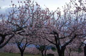 ep almendro