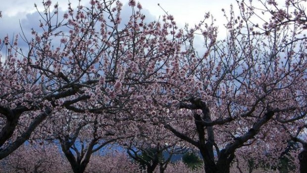ep almendro