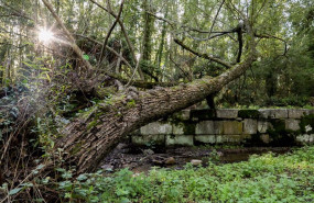 ep archivo   arbol en el bosque finlandes en rascafria madrid