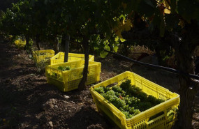 ep archivo   cajas de uvas despues de la vendimia en los vinedos de la bodega valdesil do valdeorras