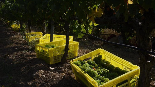 ep archivo   cajas de uvas despues de la vendimia en los vinedos de la bodega valdesil do valdeorras