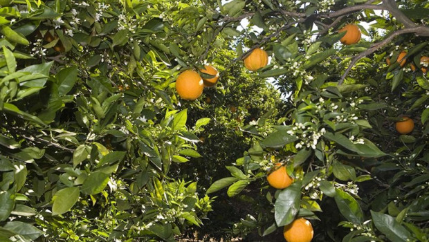 ep archivo   campo de naranjas 20260202160003