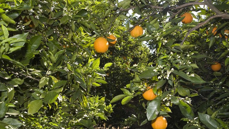 ep archivo   campo de naranjas 20260202160003