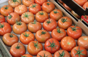 ep archivo   tomate cultivado en canarias