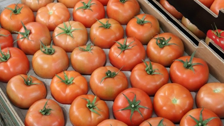 ep archivo   tomate cultivado en canarias