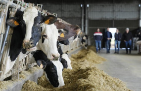 ep archivo   varias vacas en una explotacion agraria a 5 de febrero de 2024 en lalin ourense galicia