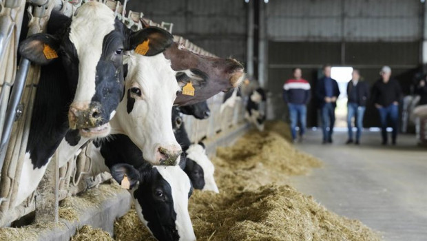 ep archivo   varias vacas en una explotacion agraria a 5 de febrero de 2024 en lalin ourense galicia