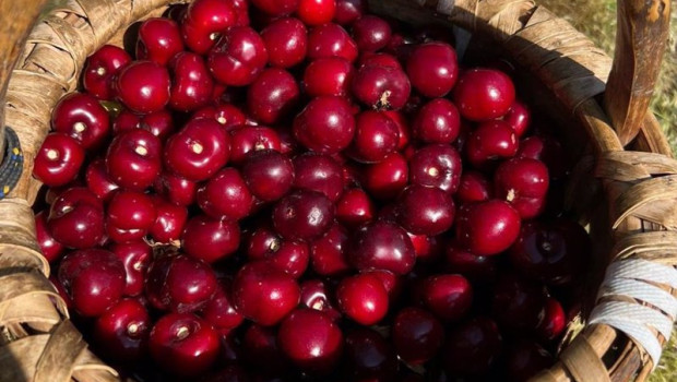 ep arranca la certificacion de las primeras picotas dop cereza del jerte