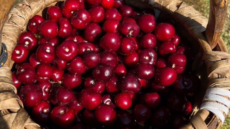 ep arranca la certificacion de las primeras picotas dop cereza del jerte ep arranca la certificacion de las primeras picotas dop cereza del jerte