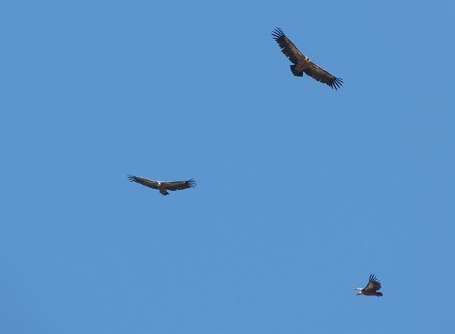 Buitres, aves carroñeras, carroñeros | EUROPA PRESS ep buitres aves carroneras carroneros