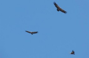 ep buitres aves carroneras carroneros