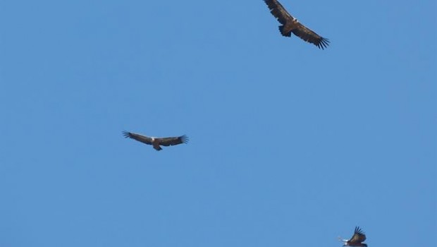 ep buitres aves carroneras carroneros
