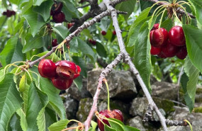 ep cerezas rajadas por el exceso de lluvia en el valle del jerte