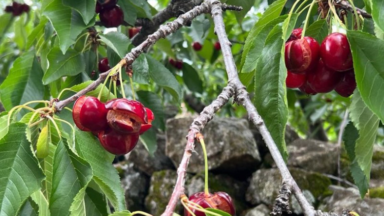 ep cerezas rajadas por el exceso de lluvia en el valle del jerte ep cerezas rajadas por el exceso de lluvia en el valle del jerte