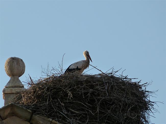 Cigüeña, nido de cigüeñas, ave migratoria, aves migratorias | EUROPA PRESS ep ciguena nidociguenas ave migratoria aves migratorias