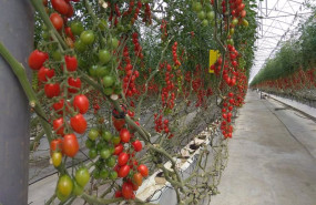 ep cultivo de tomate en un invernadero de almeria