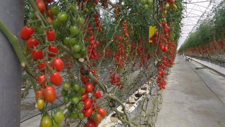 ep cultivo de tomate en un invernadero de almeria ep cultivo de tomate en un invernadero de almeria