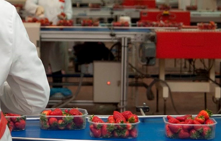 ep imagen de una trabajadora en una cooperativa fresera de huelva