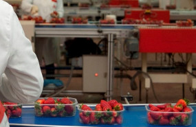 ep imagen de una trabajadora en una cooperativa fresera de huelva