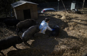 ep la duena del santuario cuida de los cerdos a 9 de diciembre de 2025 en rubi barcelona catalunya