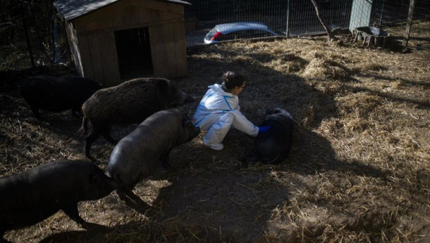 ep la duena del santuario cuida de los cerdos a 9 de diciembre de 2025 en rubi barcelona catalunya ep la duena del santuario cuida de los cerdos a 9 de diciembre de 2025 en rubi barcelona catalunya