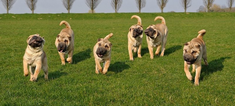 ep perros de la real sociedad canina espanola ep perros de la real sociedad canina espanola