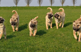 ep perros de la real sociedad canina espanola