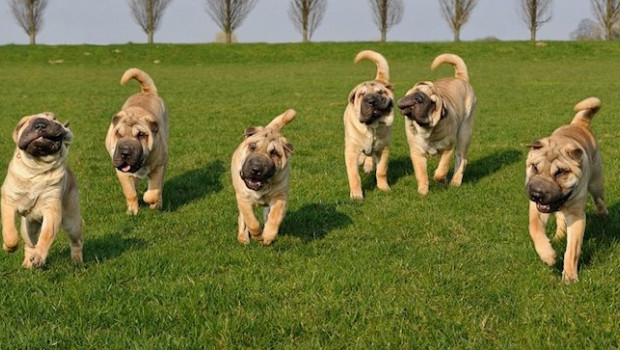 ep perros de la real sociedad canina espanola